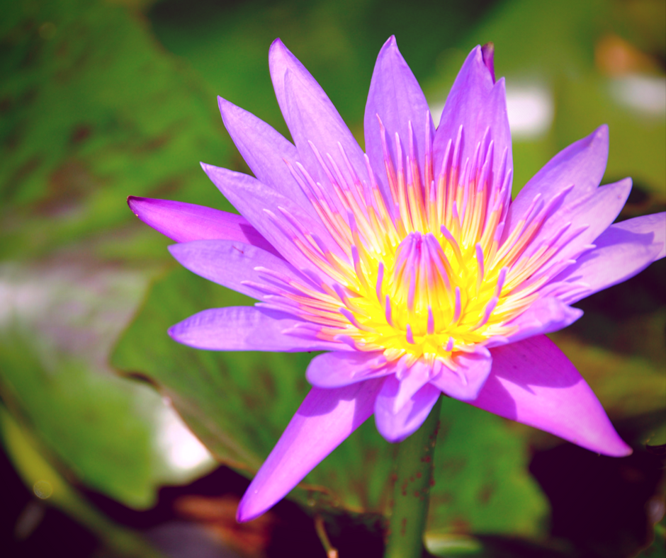 lotus image - Toward Greater Things