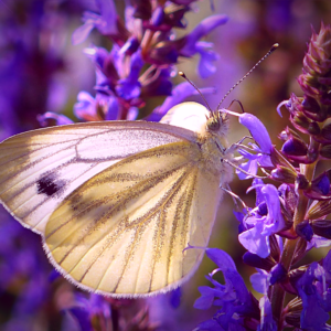 Butterfly - Toward Greater Things