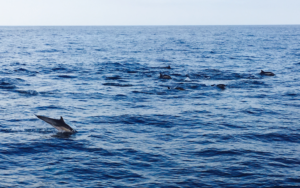 LA Dolphins